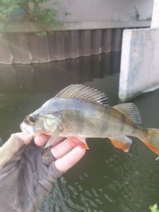 European Perch