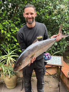 Greater Amberjack