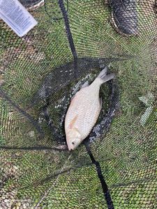 Crucian Carp