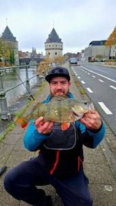 European Perch