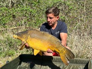 Mirror Carp