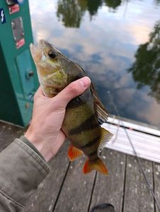 European Perch