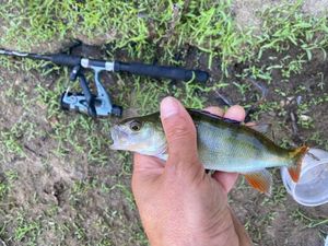 European Perch