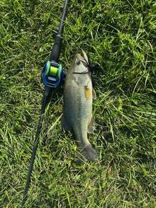 Largemouth Bass