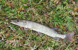 Northern Pike