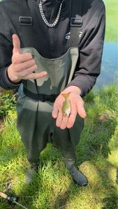 Largemouth Bass