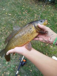 Common Carp