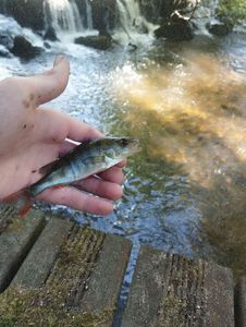 European Perch