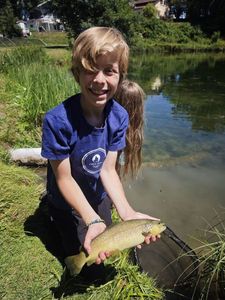 Brown Trout