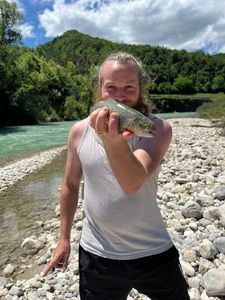 Brown Trout