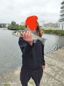 European Bass (Seabass)