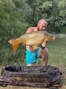 Common Carp