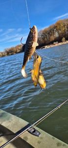 Black Bullhead
