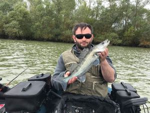 Zander