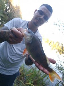 European Perch