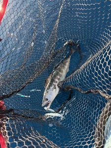 Atlantic Bonito