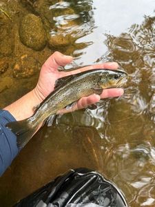 Brown Trout