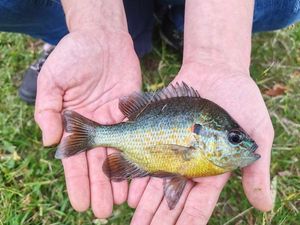 Green Sunfish