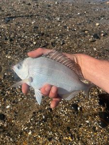 Black Seabream