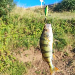 European Perch