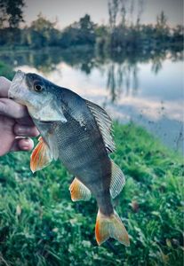 European Perch