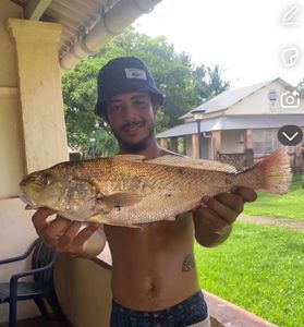 Black Drum