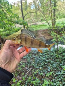 European Perch