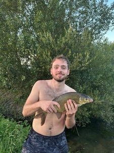 Common Bream