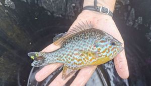 Green Sunfish