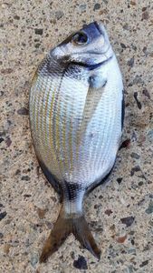 Common Two-banded Seabream