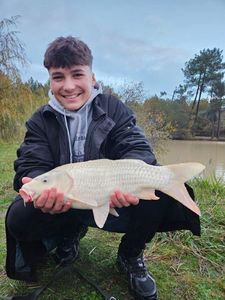 Common Carp