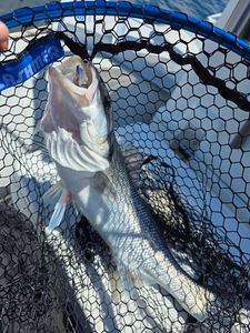 European Bass (Seabass)
