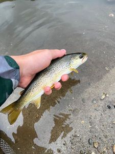 Brown Trout