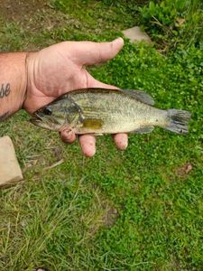 Largemouth Bass