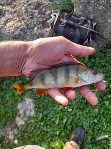 European Perch