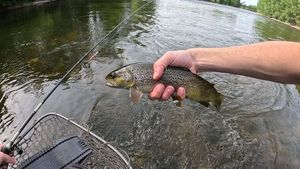 Brown Trout