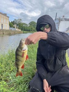 European Perch