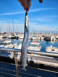 Garfish