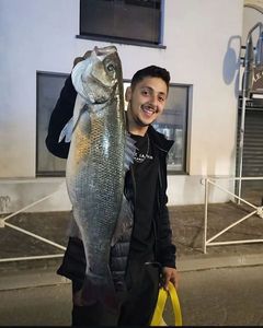 European Bass (Seabass)