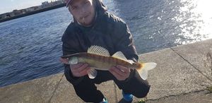 Zander