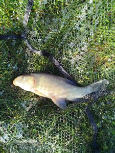 Tench