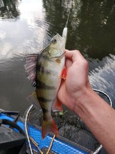 European Perch