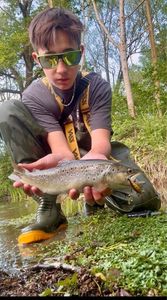 Brown Trout