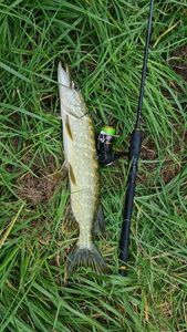 Northern Pike