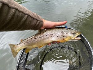 Brown Trout