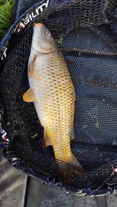Common Carp