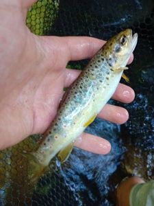 Brown Trout