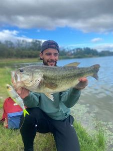 Largemouth Bass