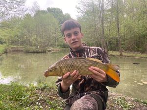 Common Carp