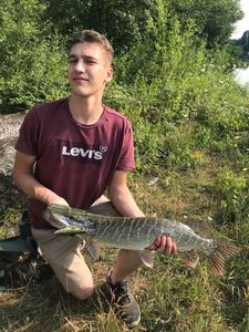 Chain Pickerel